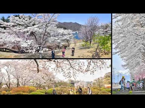 ぐんまサクラ2022🌸第二弾‼　群馬県北部６か所の桜をお見せします