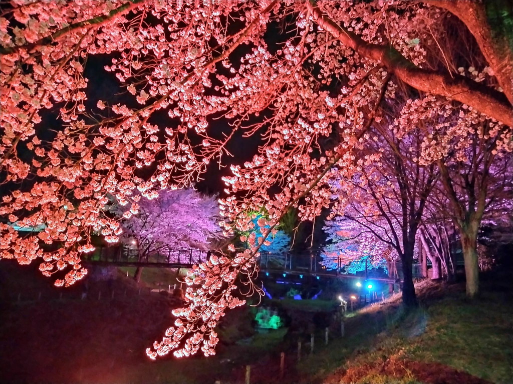 ライトアップ-2