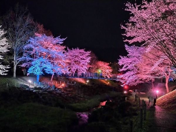 ライトアップ-3