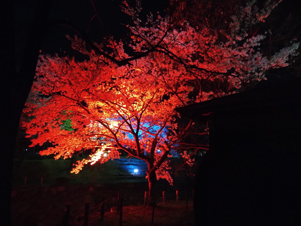 ライトアップ-4