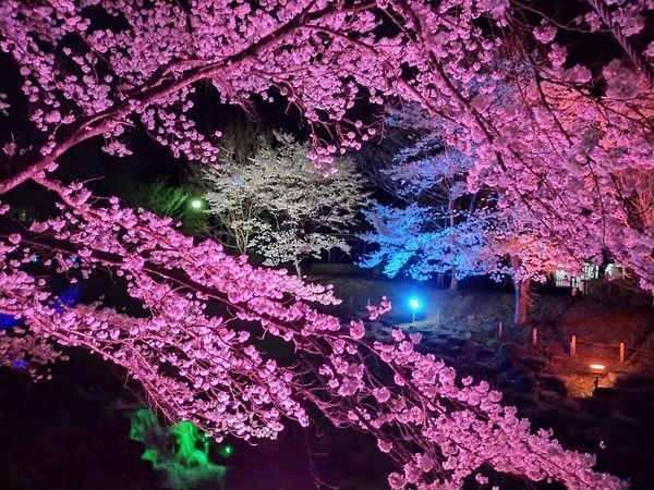 ライトアップ-6