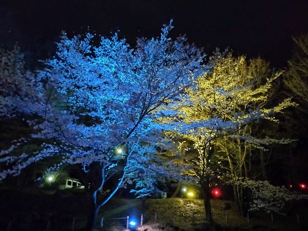 ライトアップ-7