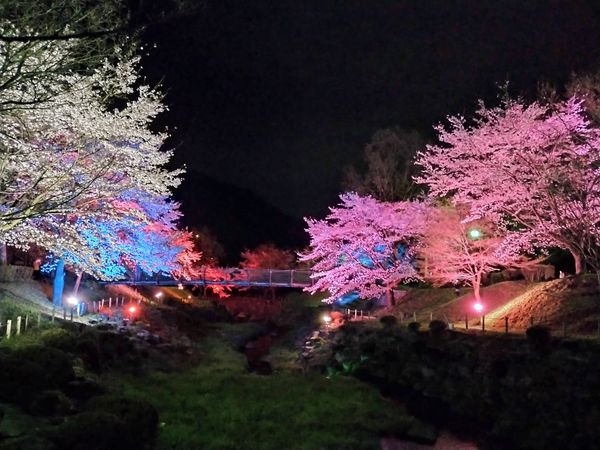 ライトアップ-8