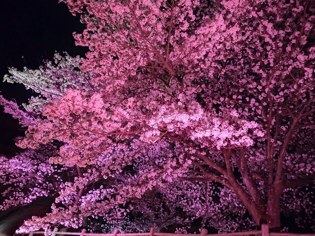 ライトアップ-9